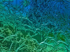 FSL Folie SL CREPA Aqua 2600x1000x1,7mm NA